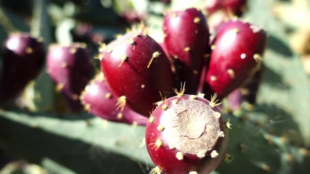 Opuntia engelmannii is prickly pear. It is ow's tongue cactus, cow tongue prickly pear, desert, Engelmann's, Texas or discus prickly pear, and nopal, abrojo, joconostle, and vela de coyote.