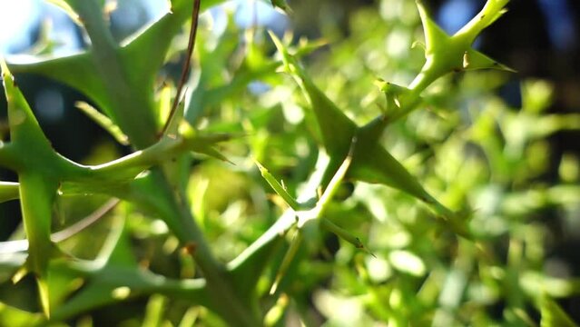 Colletia paradoxa - Crucifixion Thorn, Thorn of the Cross, Anchor Plant. Colletia is a genus of flowering plants in the family Rhamnaceae. They are non-legume nitrogen fixers.