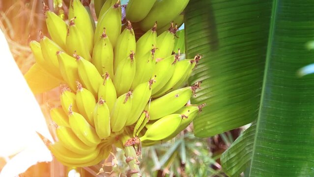 Musa paradisiaca is accepted name for the hybrid between Musa acuminata and balbisiana. Most cultivated bananas and plantains are triploid cultivars either of this hybrid or of Musa acuminata alone.