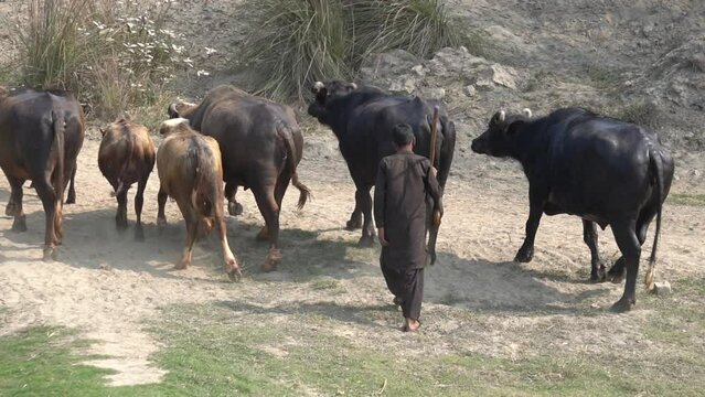 The buffaloes are coming out after bathing in the water. Slow Motion