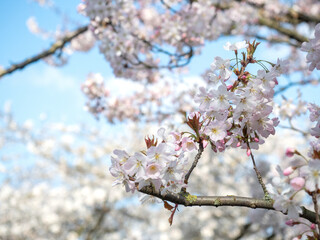 Blooming cherry tree with pink flowers
