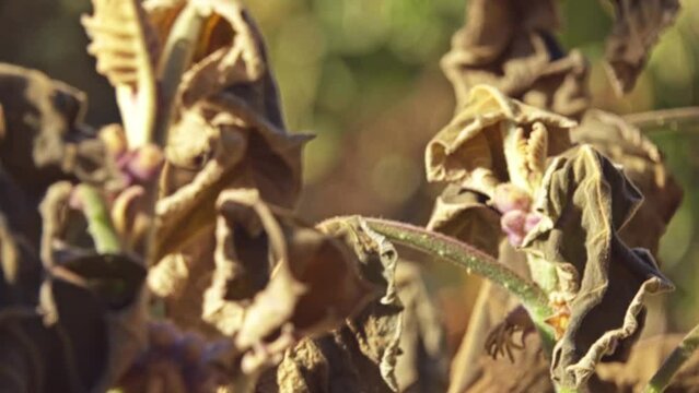 Solanum quitoense, known as naranjilla