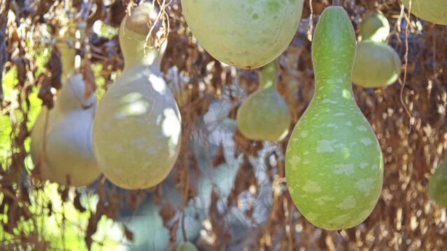 Cucurbita moschata (Butternut squash)