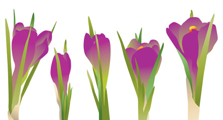 Crocuses spring flowers buds purple leaves green growth botany, vector illustration isolated on white - 763981555
