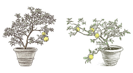 Lemon trees flower pot ripe citrus fruits garden hand drawn vector illustration isolated on white