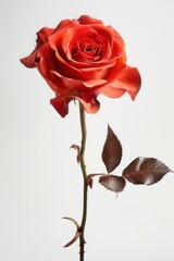 One rose on an isolated white background. Close-up photography