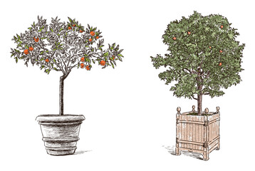 Orange trees flower pot ripe citrus fruits garden hand drawn vector illustration isolated on white