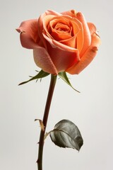 One rose on an isolated white background. Close-up photography