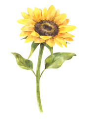 Summer watercolor sunflower. Bright hand-drawn illustration isolated on white background. Yellow flower for greeting card