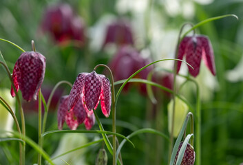 Unusual snake's head fritillary flowers, photographed outside the wall at Eastcote House Gardens, London Borough of Hillingdon UK, in spring.