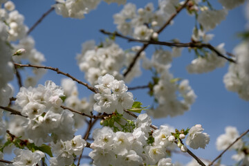 Fresh white blossom against blue sky, outside the historic walled garden at Eastcote House Gardens in the Borough of Hillingdon, London, UK. Photographed in mid March.