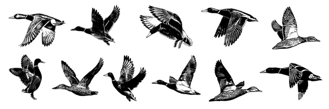 duck illustration vector