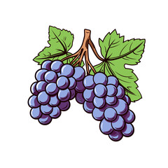 Grapes hand-drawn illustration. Grapes. Vector doodle style cartoon illustration