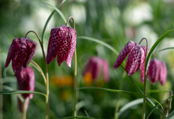 Obraz premium Unusual snake's head fritillary flowers, photographed outside the wall at Eastcote House Gardens, London Borough of Hillingdon UK, in spring.