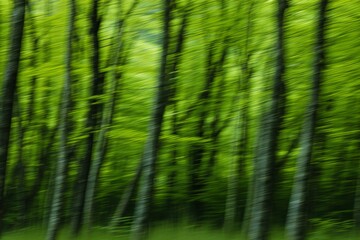 Green forest background in motion blur, abstract photo of summer forest