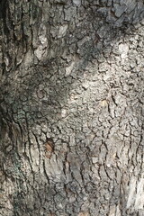 木漏れ日が落ちる木の幹
