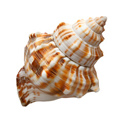 Fototapeta premium A lone seashell with intricate patterns resting on a transparent background