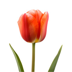 red tulip isolated on transparent background, PNG Cutout