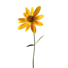  A single yellow daisy standing tall on a transparent background background