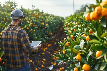 worker in an orange grove holding a digital tablet