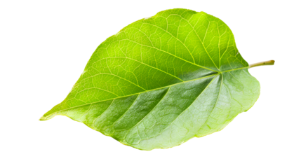  A green leaf isolated on Transparent background