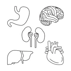 Human organs icon