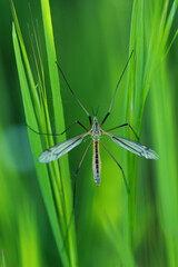 Tipula paludosa, le cousin