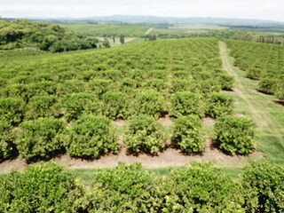 Fototapeta na wymiar Citrus plantation in northwestern Argentina