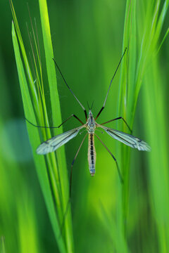 Tipula paludosa, le cousin