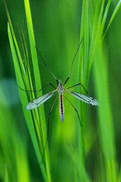 Tipula paludosa, le cousin
