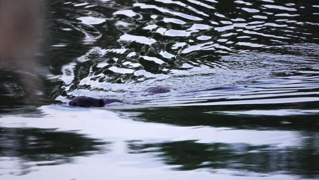 Large beaver floats down river. Eurasian beaver (Castor fiber) or European beaver is beaver species that was widespread in Eurasia, but was hunted to near-extinction for both its fur and castoreum.