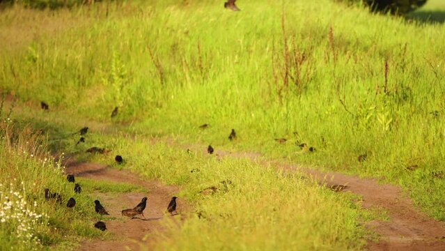 Flock of starlings looking for food on dirt road. Spotless starling is a passerine bird in the starling family, Sturnidae. It is closely related to the common starling. It is largely non-migratory.