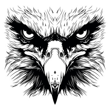 Full face eagle portrait sketch - Eagle head - vector illustration