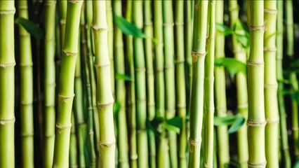 Bamboo grows next to each other.