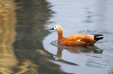 ducks in early spring on the pond