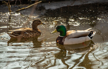 ducks in early spring on the pond