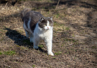 Naklejka na ściany i meble cat walks in nature in spring
