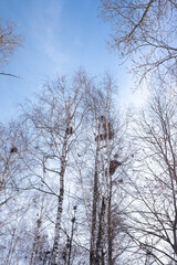 winter forest with birch trees and snow against the blue sky of the park - 763994111