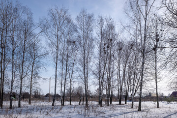 winter forest with birch trees and snow against the blue sky of the park - 763994166