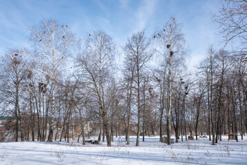 winter forest with birch trees and snow against the blue sky of the park - 763994169