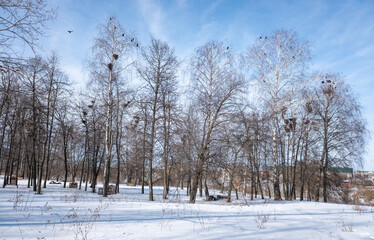 winter forest with birch trees and snow against the blue sky of the park
