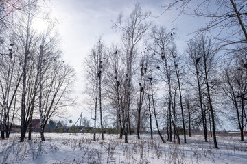 winter forest with birch trees and snow against the blue sky of the park - 763994178