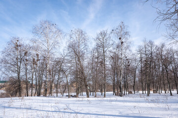 winter forest with birch trees and snow against the blue sky of the park - 763994181