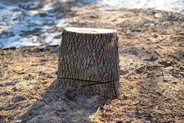 stump in the forest in early spring nature