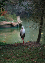 Adult European white stork standing on the shore of a pond