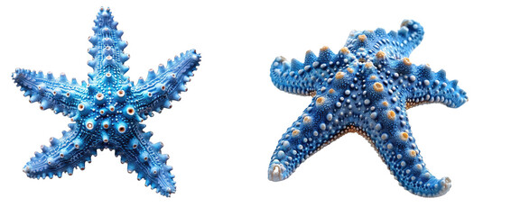 blue Starfish isolated on transparent background