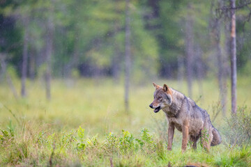 Fototapeta premium Eurasian Wolf