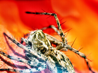 A furry spider resembling sloth (Bradypus), but prickly legs. Ultra macro