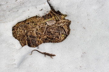 Common English lizard (Lacerta vivipara) migrates in the spring. This cold-blooded animal warmed up...