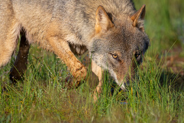 Eurasian Wolf